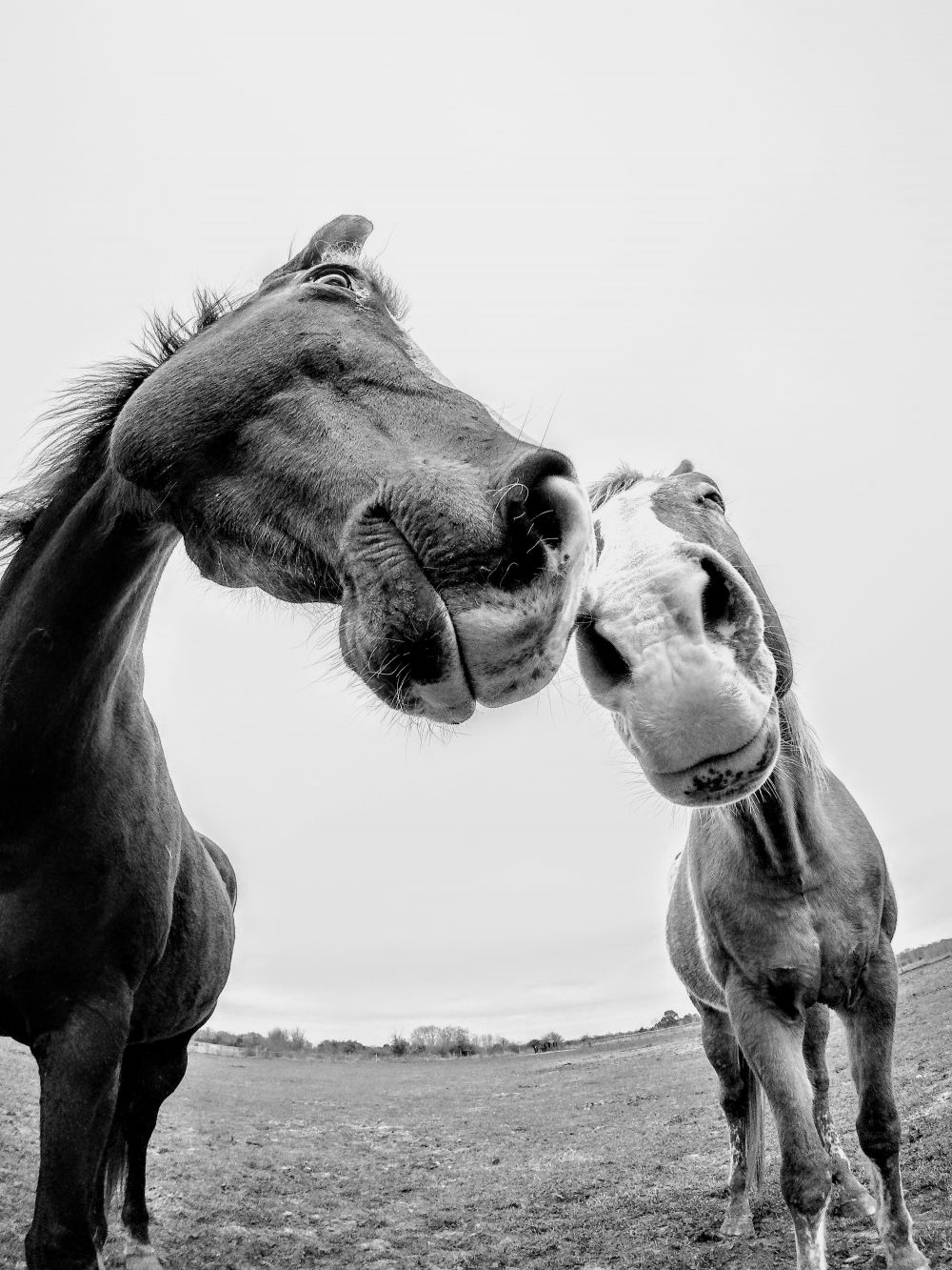 Ønsker du et godt forhold til din hest? Lad rideskolen i Haderslev hjælpe dig