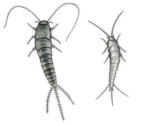 Skægkræ i glostrup  sådan får du styr på de sejlivede insekter